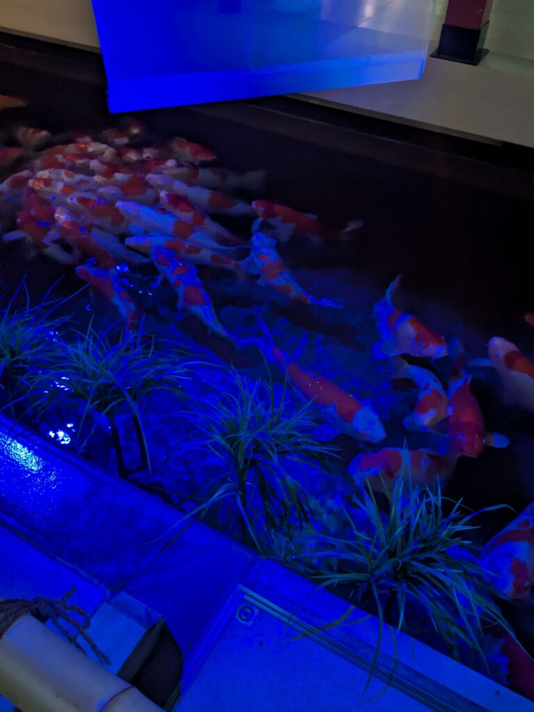 アトアの着鯉のエサやり