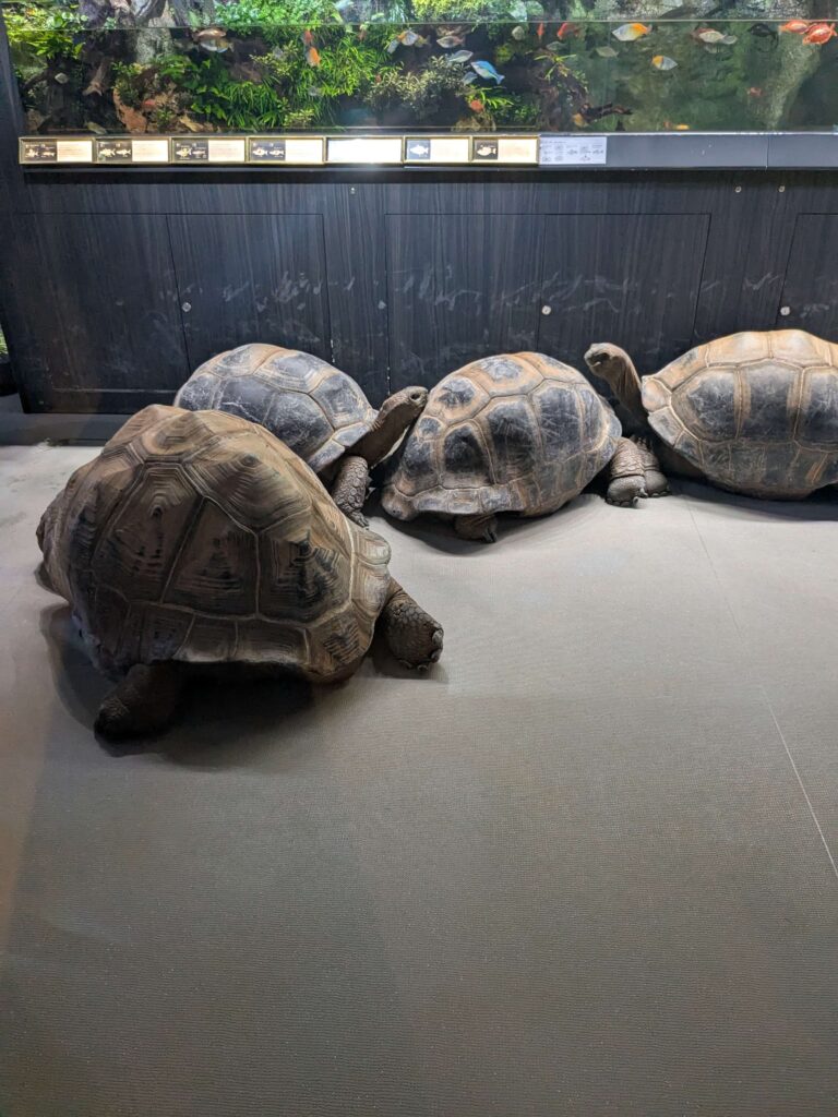 アトアのゾウガメ