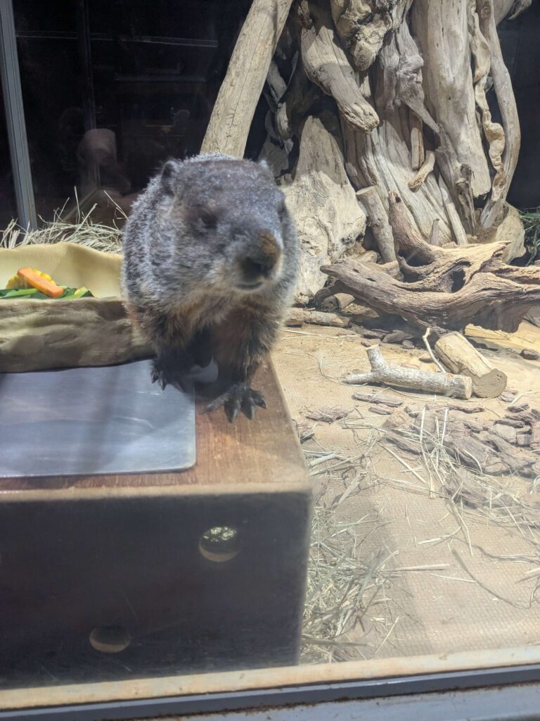 ウッドチャック