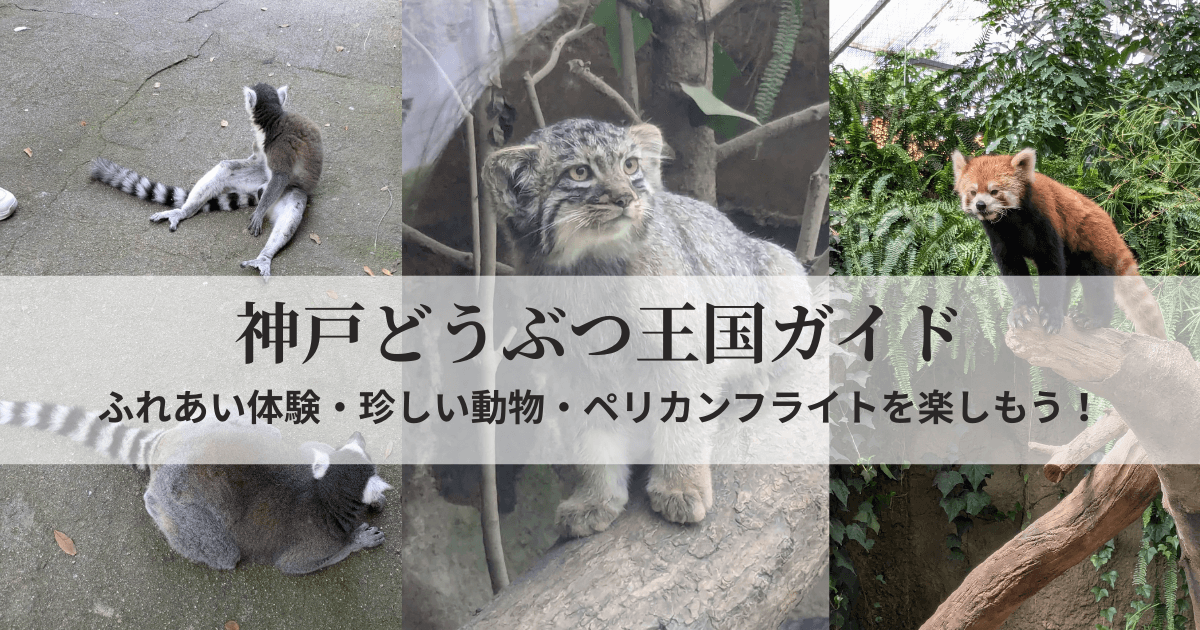 神戸どうぶつ王国のふれあい体験の様子