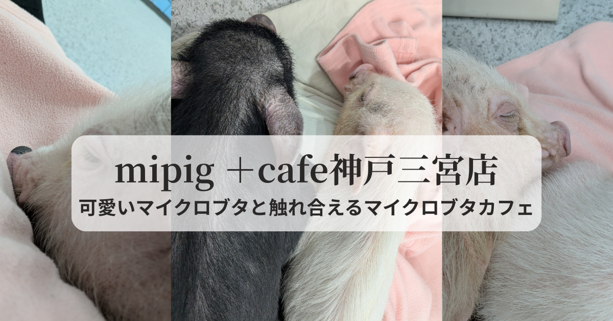 可愛いマイクロブタと触れ合える神戸三宮のマイクロブタカフェのガイドと感想